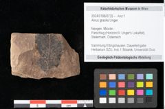 Foto (Objekt + Etikett) von Alnus gracilis Unger (NHMW-GEO-2024-0188-0735)